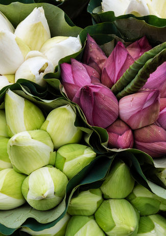 Bachman's Purple Pages