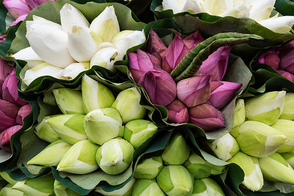 Exposition de bourgeons de lotus