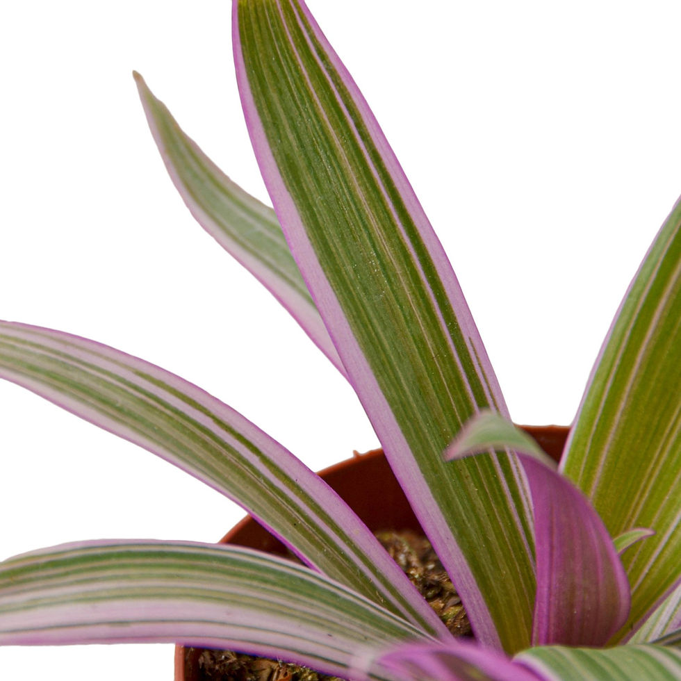 Thumbnail: Oyster Plant 'Moses in the Cradle'
