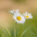 single daisy.jpg