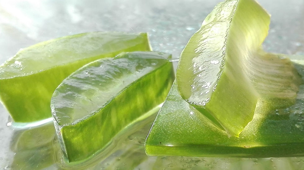 Aloe Vera: Is It Good For More Than Just Burns?