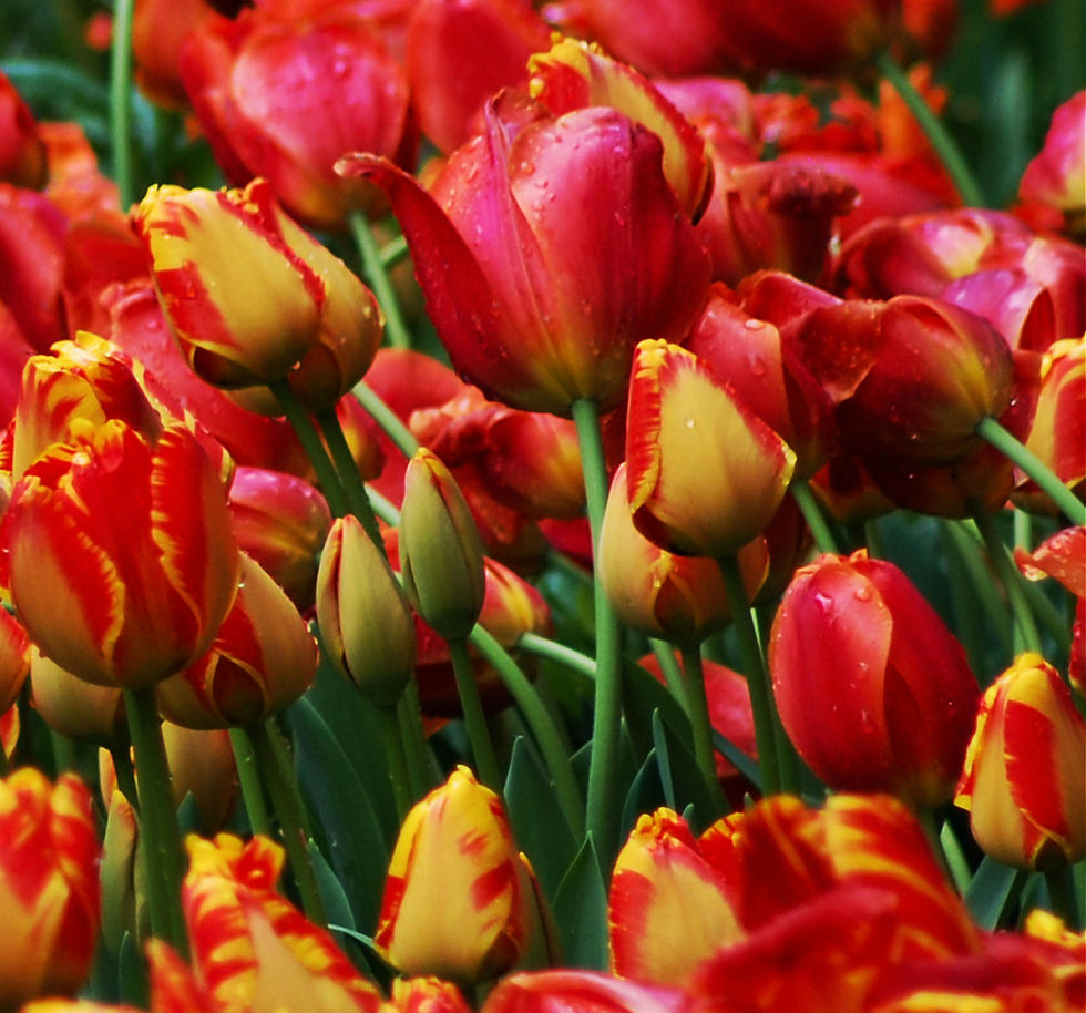 The Planting of the Bulbs