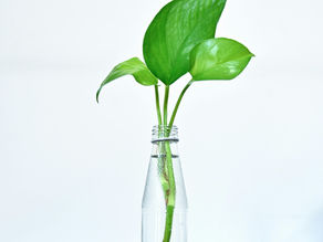 5 Key Benefits to Plant Propagation
