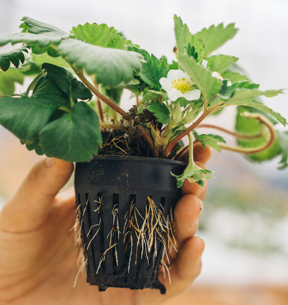 Strawberry plant in a root cage being held up.