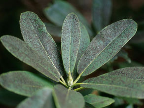 Identifying and Preventing Sooty Mold