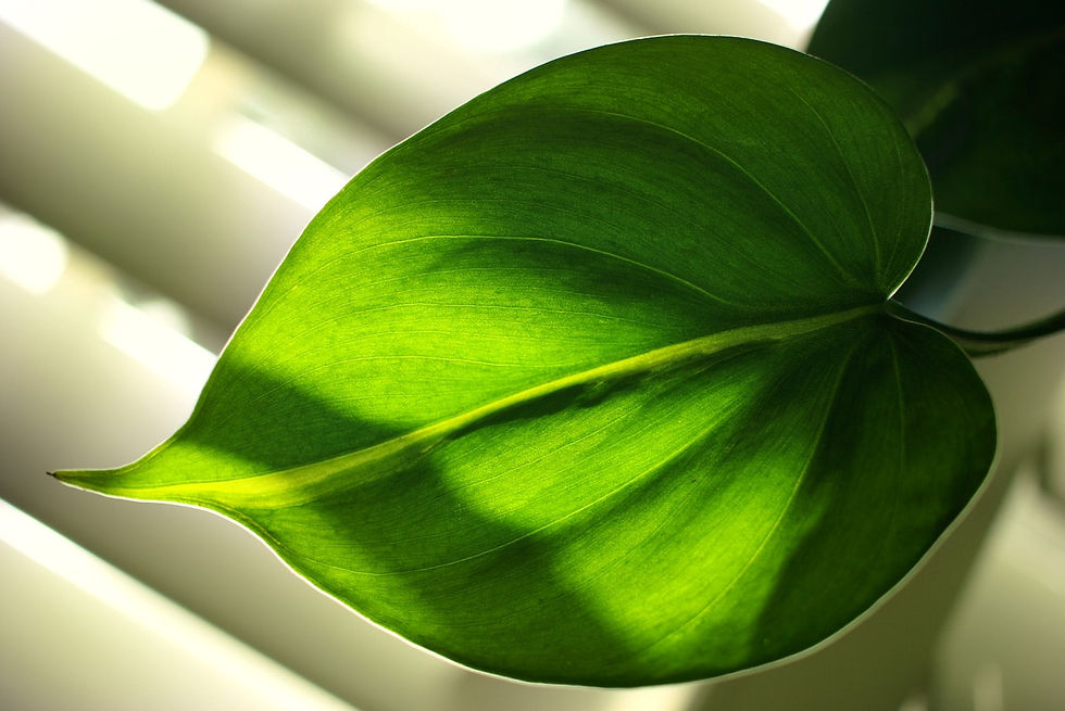 Philodendrons: Not Just a Pretty Addition