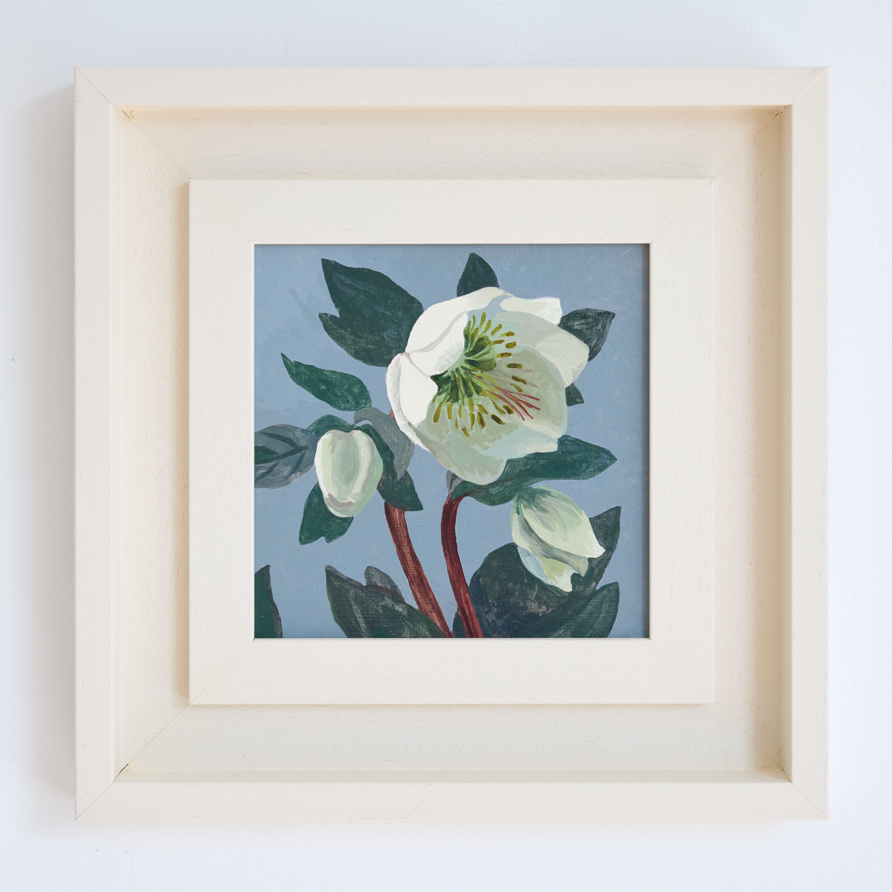 White Hellebore with buds by Rosemary Farrer