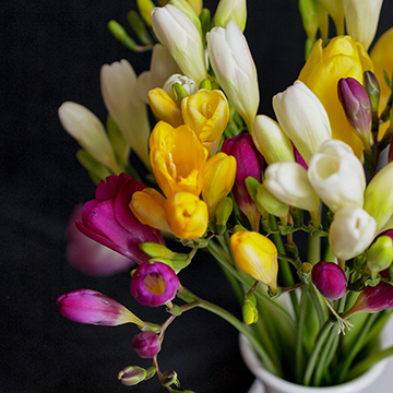 A vase of yellow, purple, and white freesia flowers in a white vase with a dark grey background.