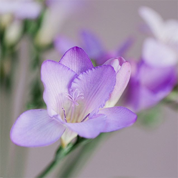 A close-up of one light purple freesia flower with a white background.