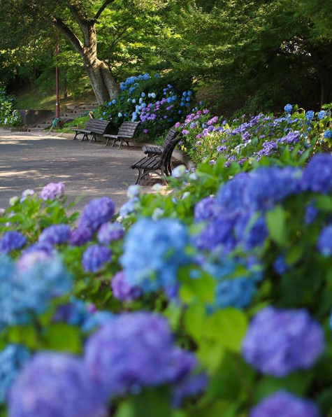 Blue hydrangeas curl around some park benches.