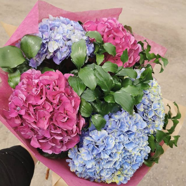 A small bouquet of two pink hydrangea heads and two blue hydrangea heads wrapped in pink tissue paper.