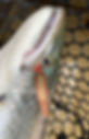 IMG_0269.jpeg