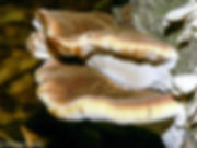 ischnoderma-resinosum_DS.jpeg