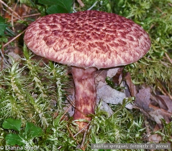 suillus-spraguei_for web.jpeg