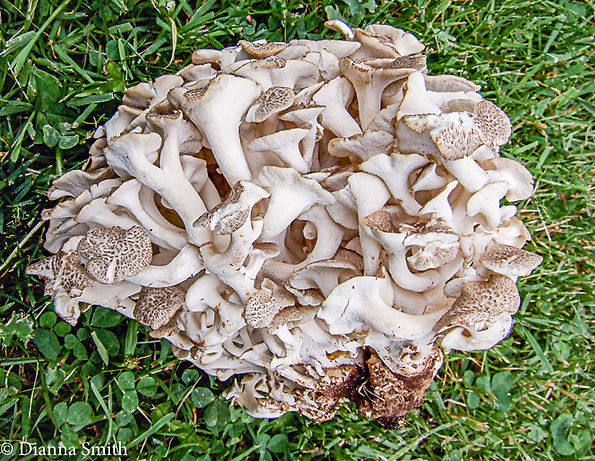 polyporus-umbellatus_DS.jpeg