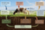 Figure 1. The grass–animal–soil system. A complete assessment includes enteric and manure emissions together with nutrient recycling, fertilizer displacement, soil carbon change, and food production.