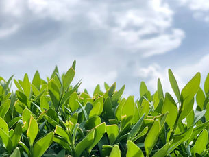 A story about boxwoods gone wrong highlights a powerful lesson: effective leadership depends on clear communication, proper channels, and open-door policies used wisely.