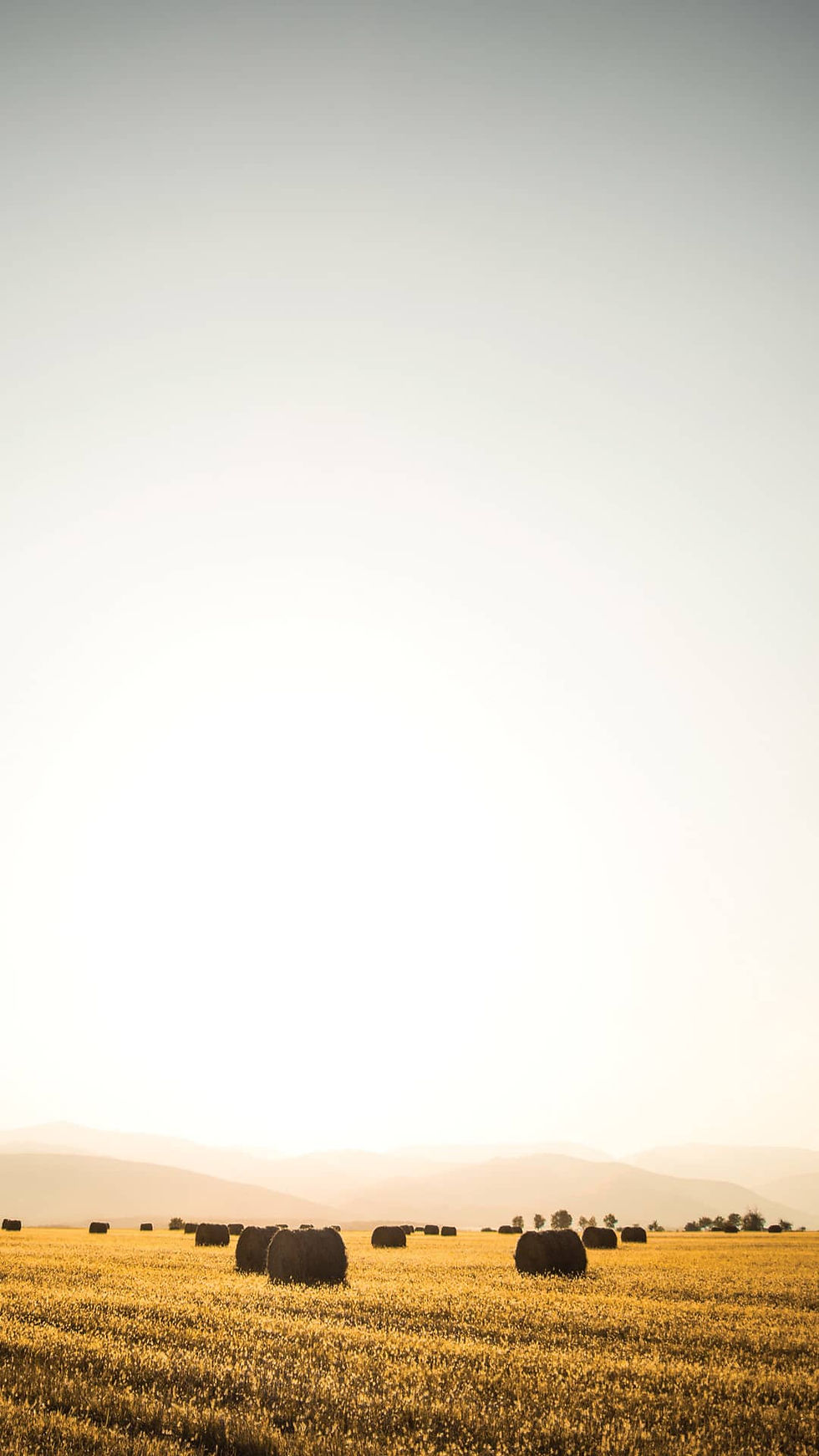 Golden field dotted with round hay bales under a clear sky, with distant hills and soft light creating a warm, peaceful scene.