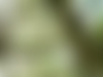 Debut Book Release - Unloose My Heart