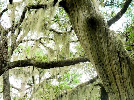 Debut Book Release - Unloose My Heart