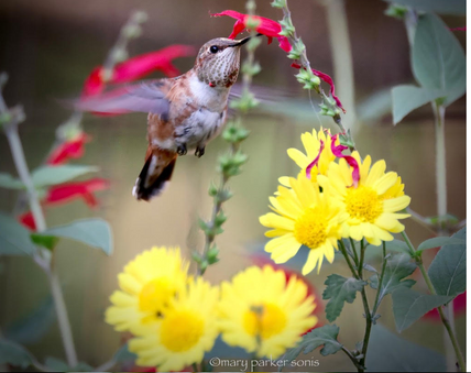 A Tiny Creature Named Rusty