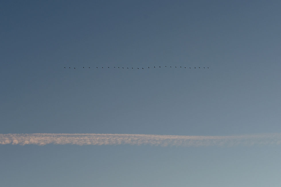 Les oiseaux volent et les avions aussi.jpg
