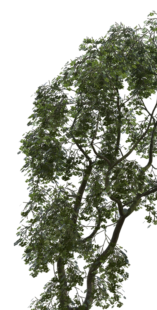 trees-4754451_1920%2520(1)_edited_edited