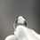 Thumbnail: Gent Silver Ring, Firoza Stone