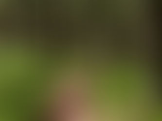 Video eines Waldes zum Start meiner Webseite
