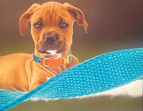 Süßes Boxerwelpe mit blauer Decke