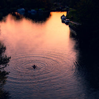 Lone swimmer in the river surrounded by a circle of ripples