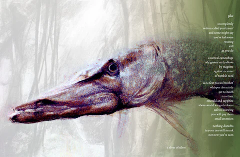 Pike illustration