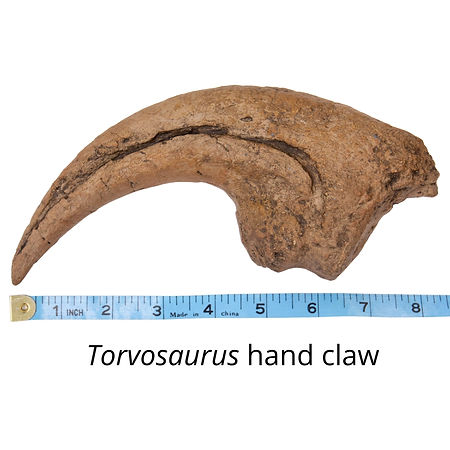 Torvosaurushandclaw_1_1024x1024_2x.jpeg