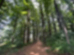 Forested Walking Trail