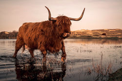 Highland Cattle