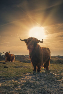Highland Cattle