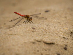 Dragonfly