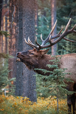 Elk Bull