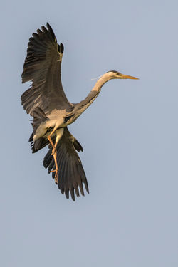 Grey Heron