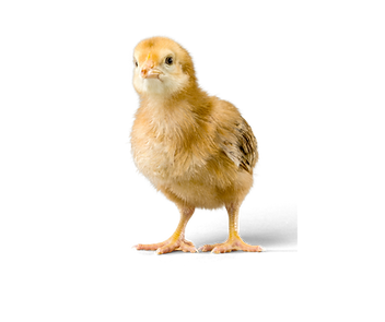 Untitled design (35).png