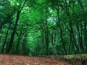 İstanbul’da ormanlık alanlara girişler 23 Haziran’dan itibaren yasaklanıyor