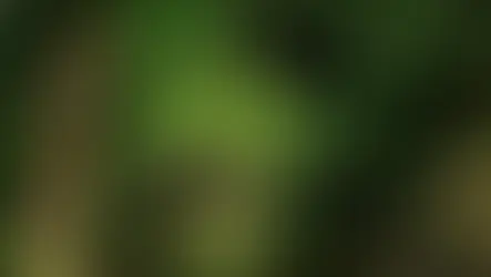 Ankara'da ormanlara giriş yasağı uzatıldı