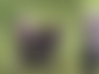 Ali Koç:“Futbol teröristi bu şahıs…”