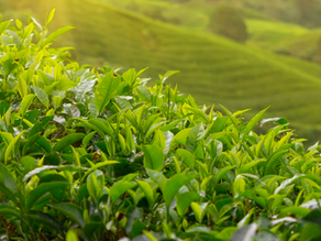 Yaş çay alım fiyatı 19 lira