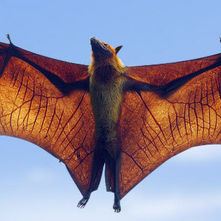 77 The Bats of Blawenburg