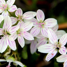 37 Bud’s Spring Beauties