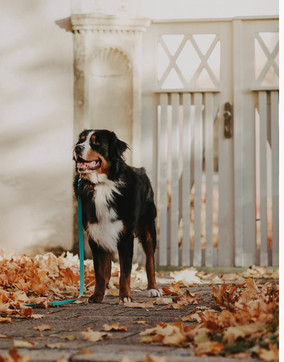 Balou trägt MUD Halsand und Leine in Plain Teal