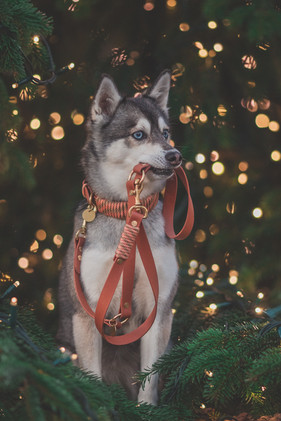 Bailey trägt MUD Classic Halsband und Leine