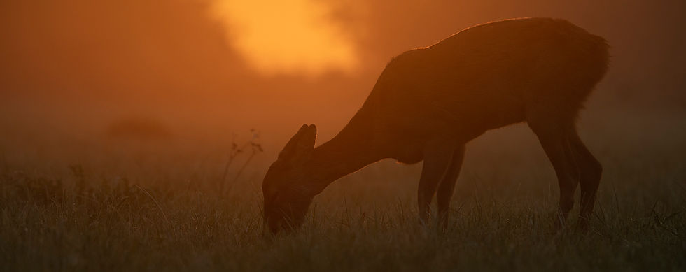 Roe deer in the early morning.jpg