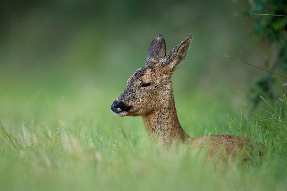 All Quiet With The Deer The Fawns Are Hiding